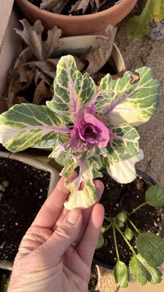 ornamental kale that has holes in it from caterpillar damage