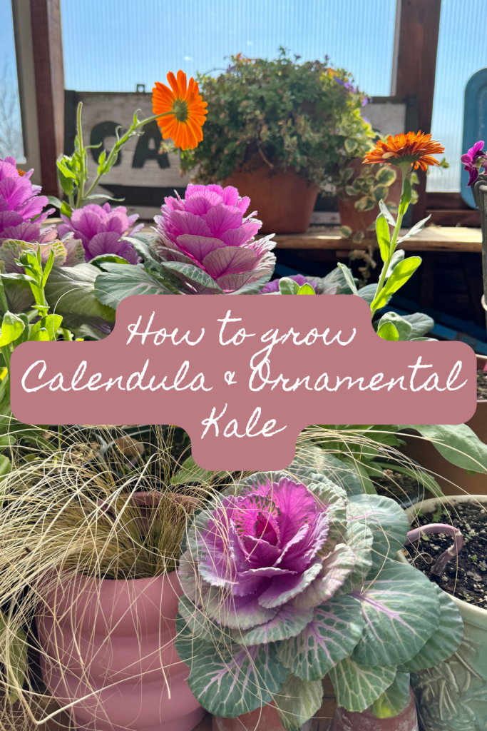 calendula and ornamental kale #gardening #calendula #ornamentalkale #greenhouse #flowers #coldhardyflowers
