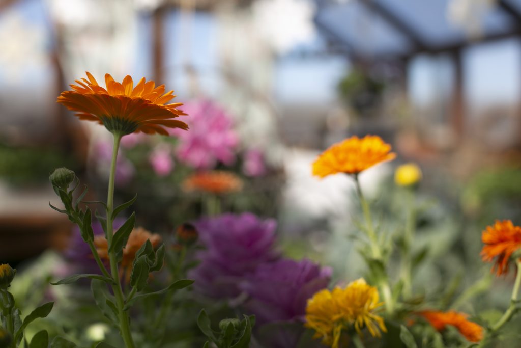 orange calendula with ornamental kale cabbage in background