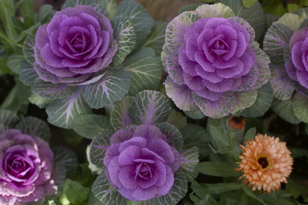 purple ornamental kale and peach calendula flower