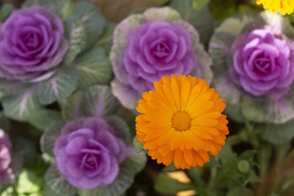 purple ornamental kale and orange calendula flower