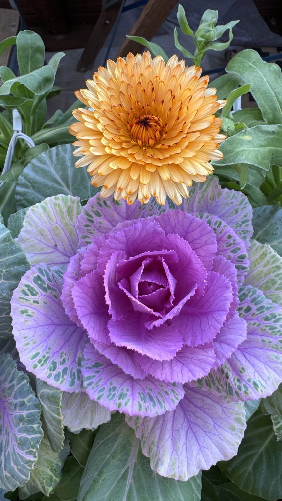 ornamental kale and calendula