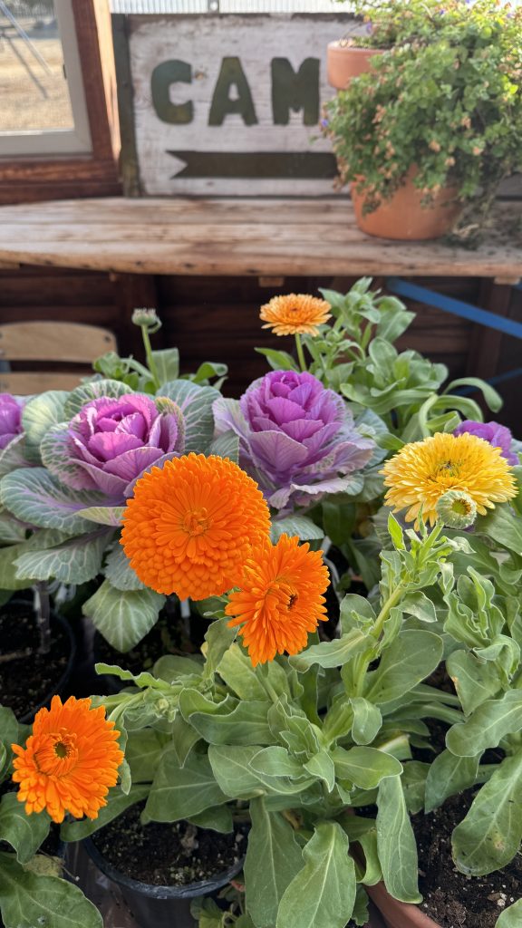 ornamental kale and calendula in a greenhouse