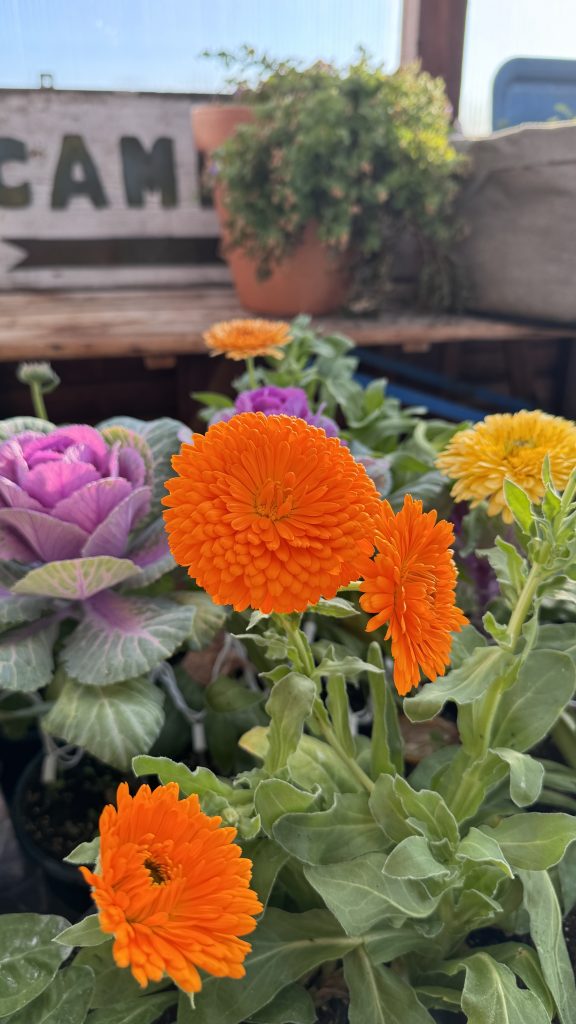 ornamental kale and calendula thats orange and yellow