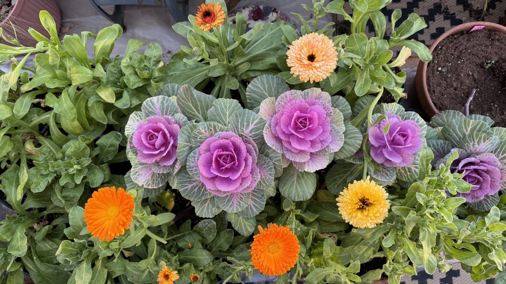 lavender ornamental kale with orange, yellow, and peach calendula flowers