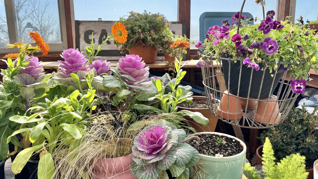 ornamental kale, calendula and petunias in a greenhouse