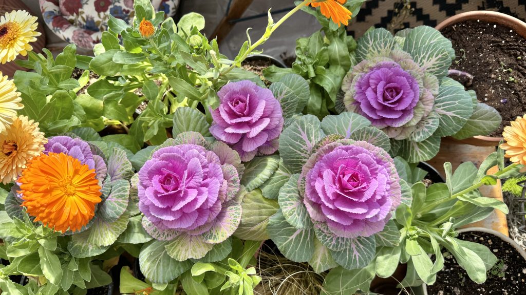 lavender ornamental cabbage kale with orange and yellow calendula 