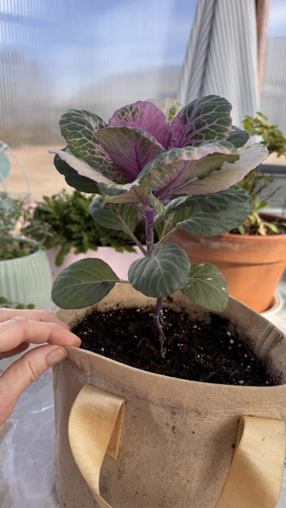 ornamental cabbage kale in a grow bag