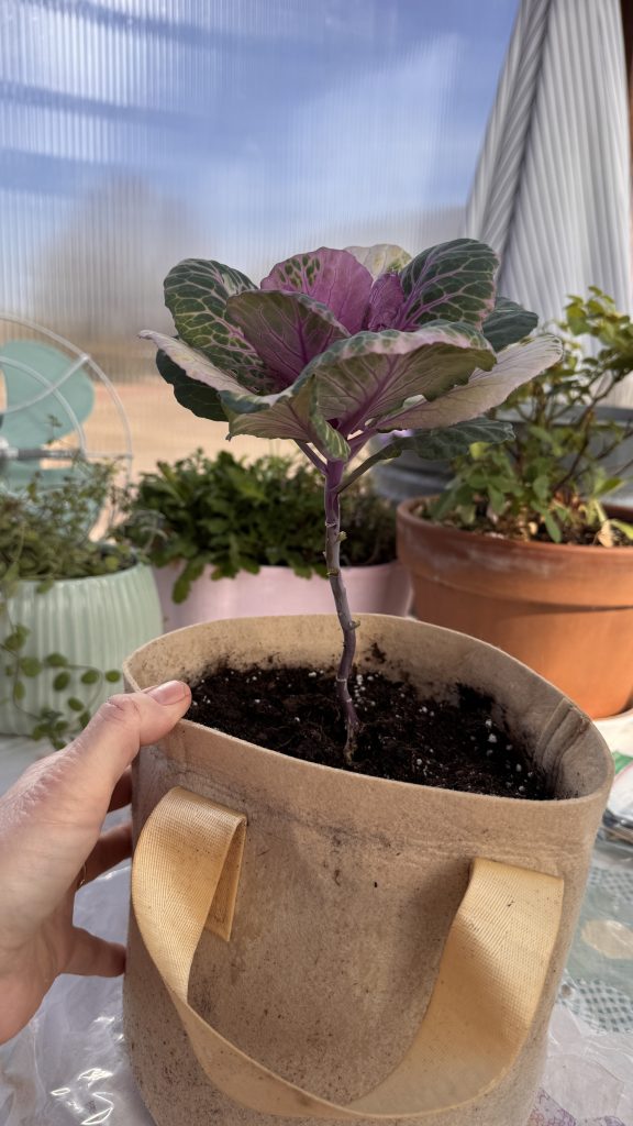 ornamental cabbage kale in a grow bag with stalk trimmed up