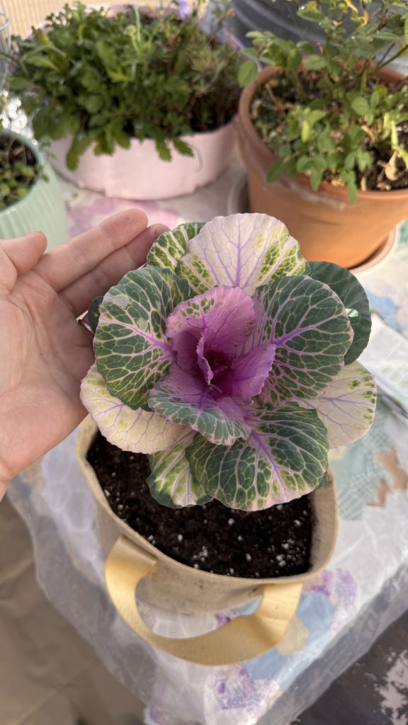 ornamental cabbage kale in a grow bag
