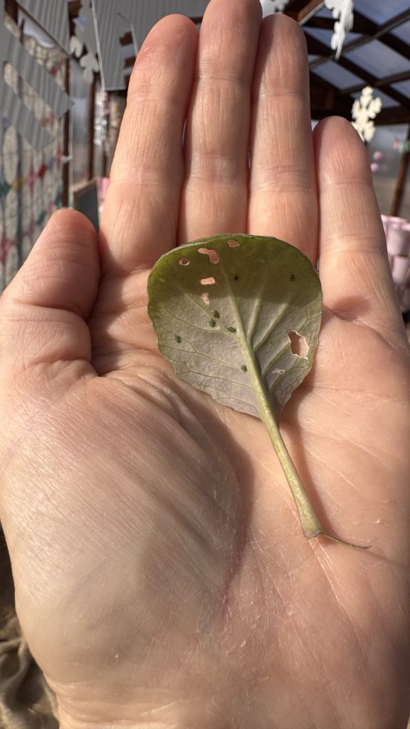 a hand holding an ornamental kale leaf with holes and aphids