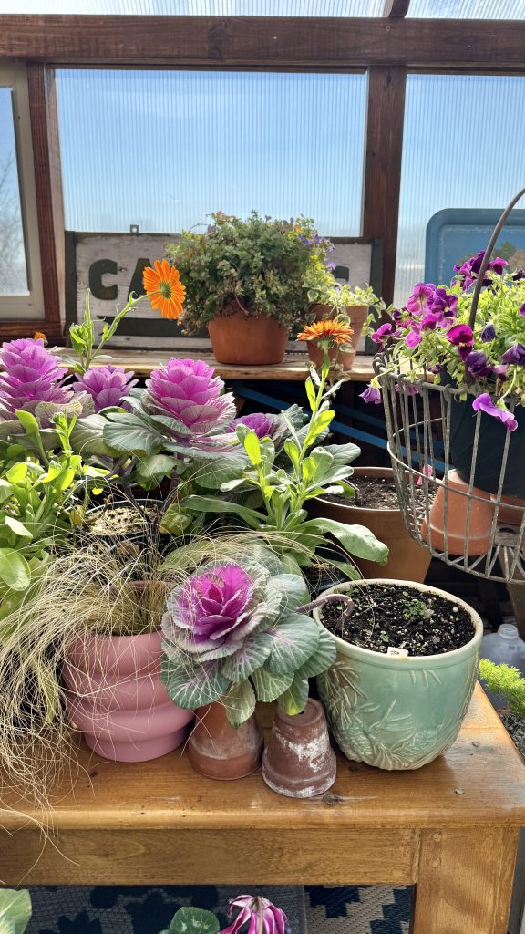 purple and green ornamental cabbage kale with orange king calendula 