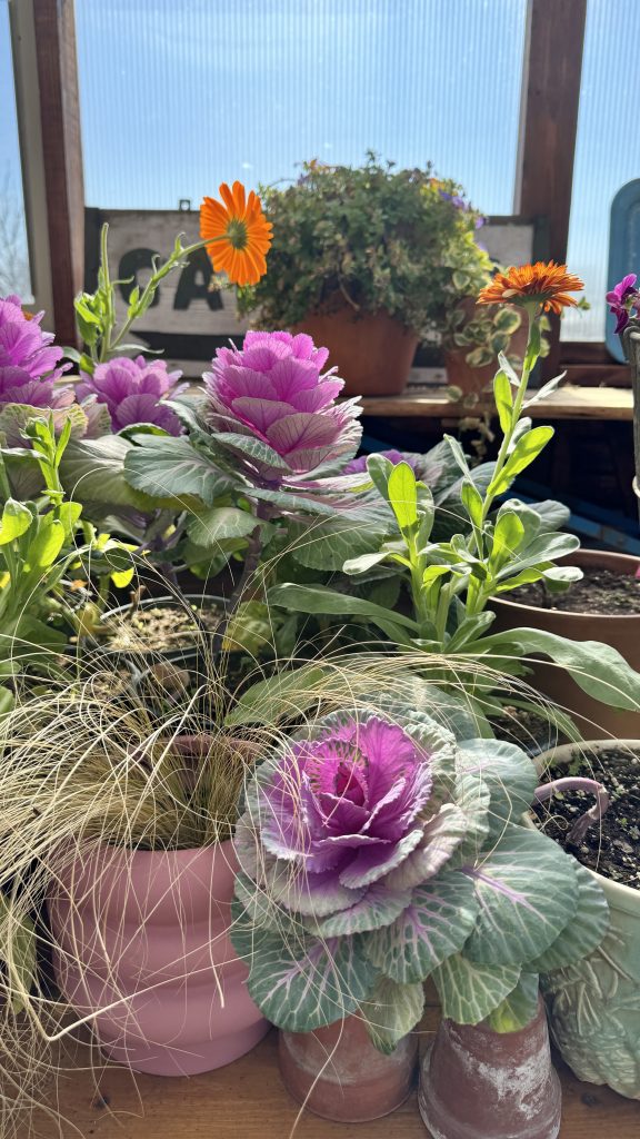 purple and green ornamental cabbage kale with orange king calendula